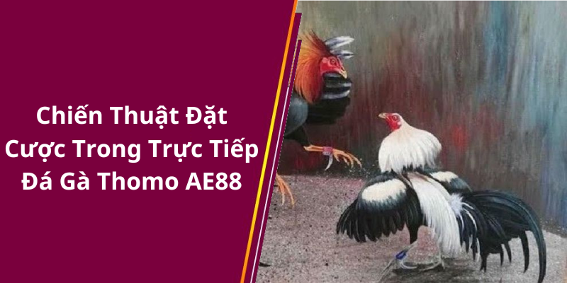 Chiến Thuật Đặt Cược Trong Trực Tiếp Đá Gà Thomo AE88