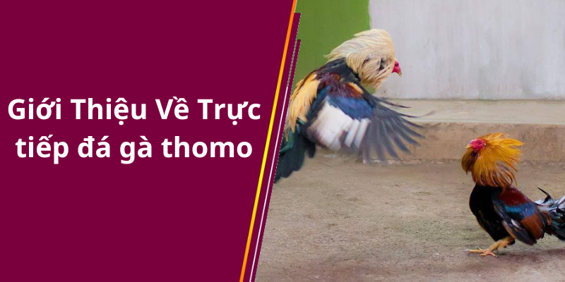 Giới Thiệu Về Trực tiếp đá gà thomo