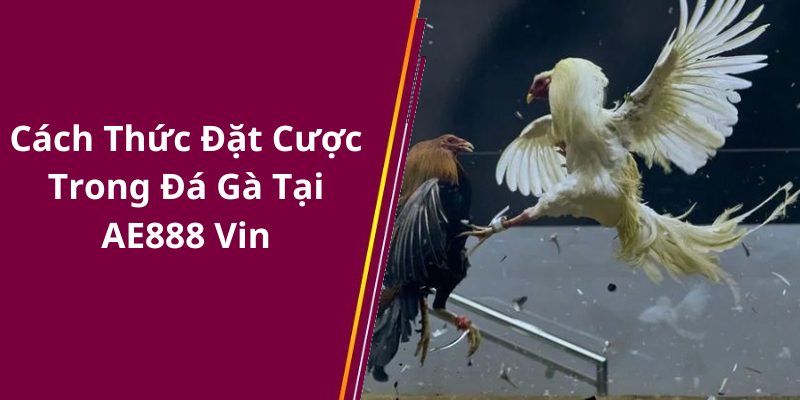 Cách Thức Đặt Cược Trong Đá Gà Tại AE888 Vin