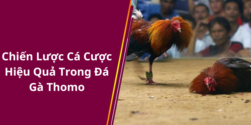 Chiến Lược Cá Cược Hiệu Quả Trong Đá Gà Thomo