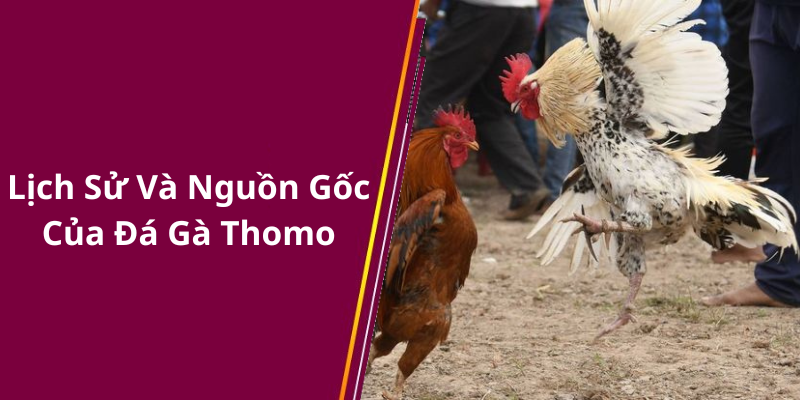 Lịch Sử Và Nguồn Gốc Của Đá Gà Thomo