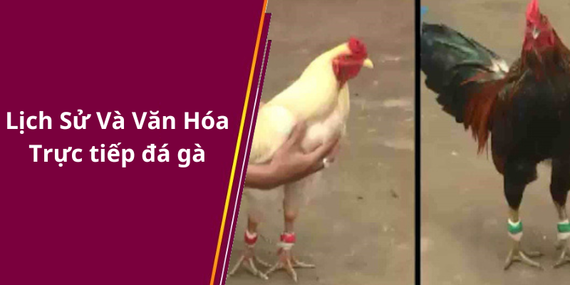 Lịch Sử Và Văn Hóa Trực tiếp đá gà