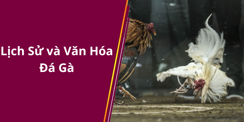 Lịch Sử và Văn Hóa Đá Gà