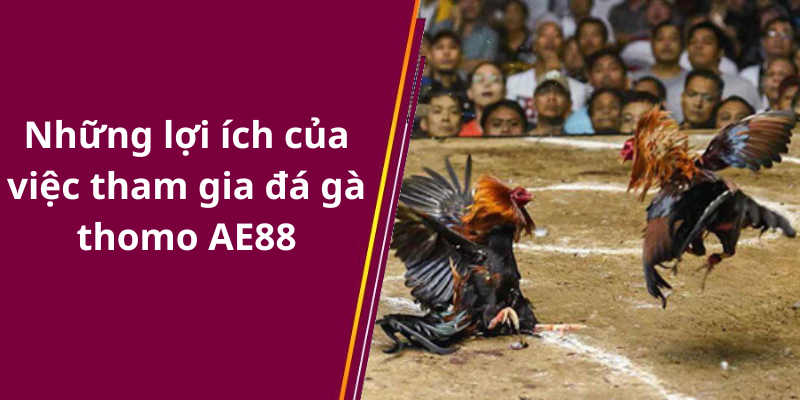 Những lợi ích của việc tham gia đá gà thomo AE88