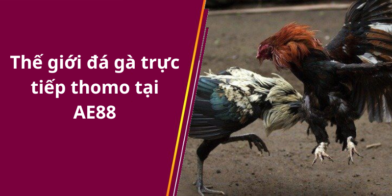 Thế giới đá gà trực tiếp thomo tại AE88