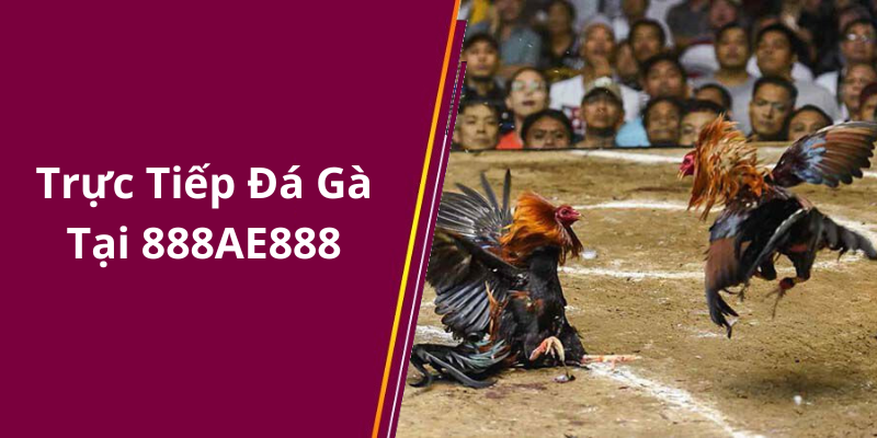 Trực Tiếp Đá Gà Tại 888AE888