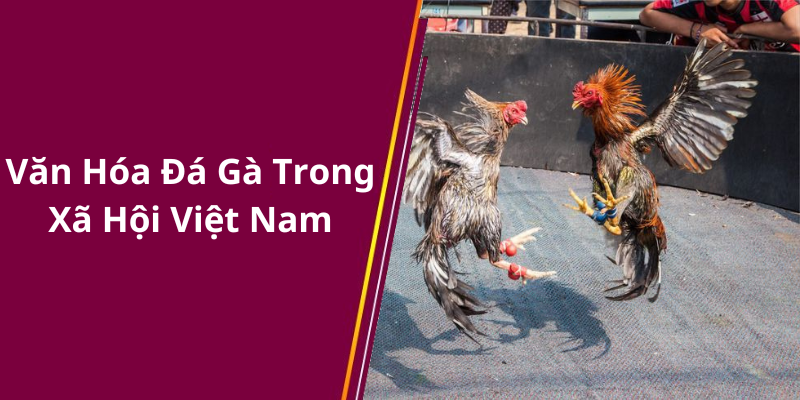 Văn Hóa Đá Gà Trong Xã Hội Việt Nam