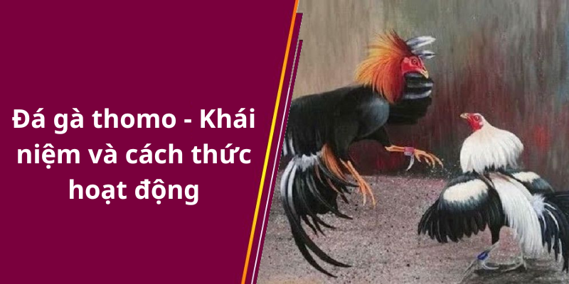 Đá gà thomo - Khái niệm và cách thức hoạt động