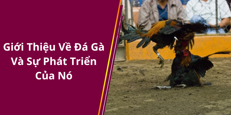 Giới Thiệu Về Đá Gà Và Sự Phát Triển Của Nó